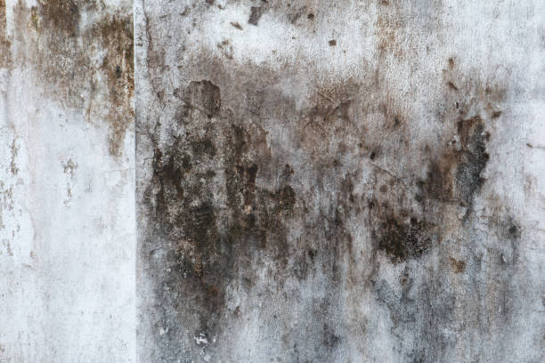 Dehumidification Services in Charlotte, NC